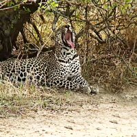 Леопард, отдыхающий в тени буша :: Alexei Kopeliovich