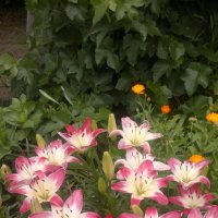 Лилии в саду :: Альпинина 