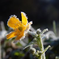 "сахарный цветок" :: lesia 