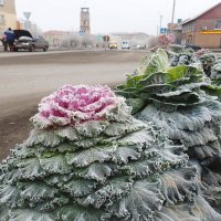 Зимняя роза :: Вадим Лячиков