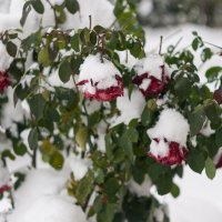 Розы и снег :: Светлана Шишова