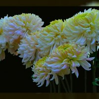 Хризантемы по фото Валентины Ялта 3 :: Владимир Хатмулин