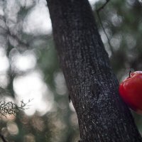 Яблочный лес :: Виктория Мацук