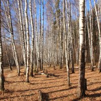 Осень :: Владимир Холодницкий