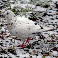 Искусство маскировки. :: Марина Шубина