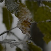 Первый снег на еще не опавшие листья :: Медведев Сергей 