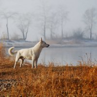 Предчувствие близкой зимы.... :: Александр | Матвей БЕЛЫЙ