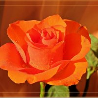 Лососевая роза :: Лидия (naum.lidiya)