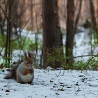 Белочка в сосновом бору :: Алексей Васильев