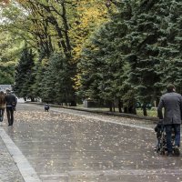 Харьков. В лесопарке осенью :: Владимир Кроливец