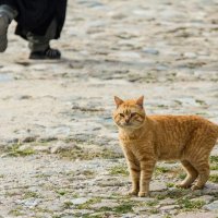 Афонский кот. :: Андрей Самсонов