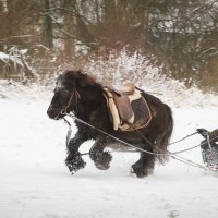 Пони тоже кони! :: Yevgeniy Kolesnikov