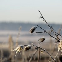 *** :: Светлана Мальковва