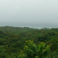 Тропические джунгли на острове Роатан. :: Владимир Смольников