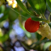 Плоды и соцветия земляничного дерева :: Marina Timoveewa