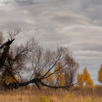 Осенние изломы. :: Михаил Власенко (мив; miv)