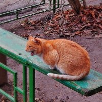 Дикое животное кошка :: Валентина Пирогова