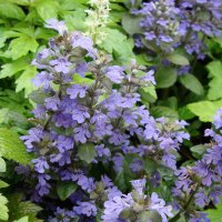 Ajuga reptans / Живучка ползучая :: laana laadas