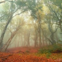 Немножко туманный лес на крымской земле :: Фотограф Дарья Скугарева