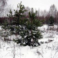 Зима в лесу_0004 :: kuvist 