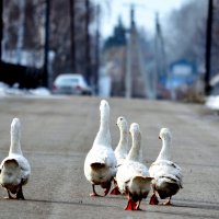 Жили у бабуси... :: николай матюшенков