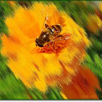 Пчела :: Лидия (naum.lidiya)