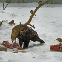 К-кыш, нахлебники :: Владимир Максимов