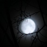 Венок для Луны :: Ирина Белавенцева