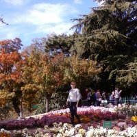 а вы когда-нибудь видели столько хризантем? :: Victoriya Grin 