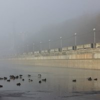 Про утки и туман :: Ната Волга