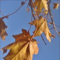 На фоне неба золотились кленовые листья... :: Нина Корешкова