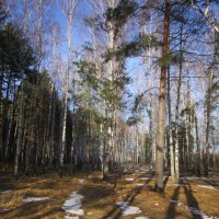 В лесу. :: Мила Бовкун