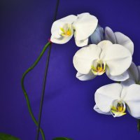 орхидея :: ганичев алексей 