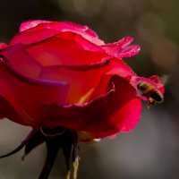 История одной розы :: Galina Kazakova