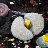 Литопы (Lithops) :: Aleks Ben Israel