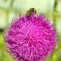 Пчела :: Александр Ефремов