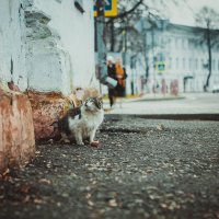 Cats in the city :: Artem K.