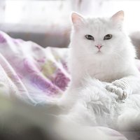 Белый кот :: Дмитрий Бачтуб