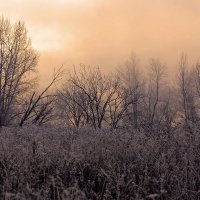 Утренний туман :: Николай Алехин