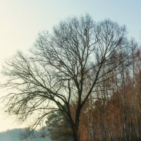 могучество :: Tatsiana Latushko