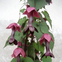 Rhodochiton atrosanguineum / Родохитон Пурпурный дождь / домашняя лиана :: laana laadas