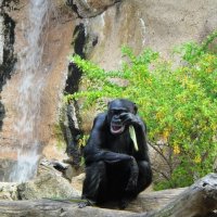 Кроме горилл, в парке живут и шимпанзе :: Елена Павлова (Смолова)