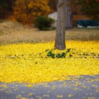 Last colors of the fall :: Vadim Raskin