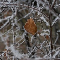 Одинокий лист и колючий мороз :: Светлана Шишова