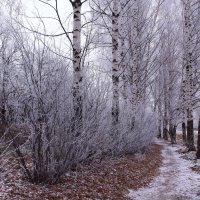 Свет ноября :: Татьяна Ломтева