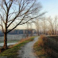 Морозное утро. :: Валентина Домашкина