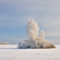 Берёза в инее. :: Константин 