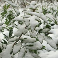 Первый снег. :: Люда Валяшки 