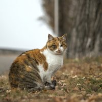 Встретил такую вот кошечку сегодня на набережной) :: Богдан Петренко