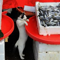 Рыбный рынок в районе Каракёй :: Екатерина Молчанова 